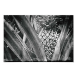 Ananas Monochrome Blätter und Fruchtküche Fotodruck