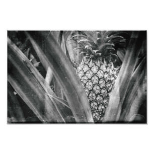 Ananas Monochrome Blätter und Fruchtküche Fotodruck