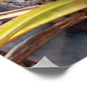 Ananas-Pflanze-Poster Poster (Ecke)