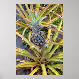 Ananas-Pflanze-Poster Poster