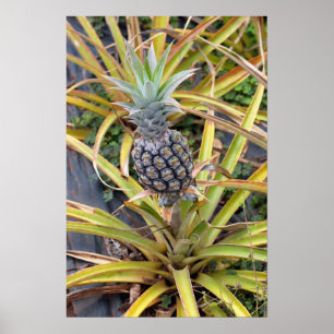 Ananas-Pflanze-Poster Poster