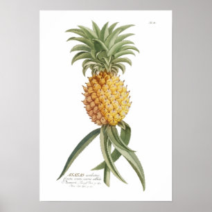 Ananas Poster