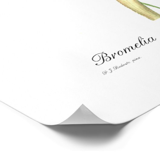 Ananas Poster (Ecke)