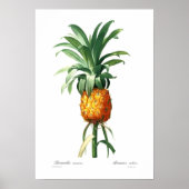 Ananas Poster (Vorne)