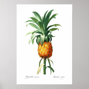 Ananas Poster