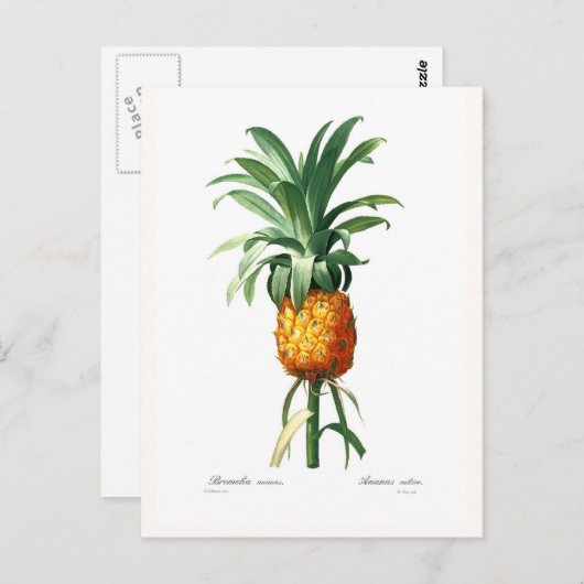 Ananas Postkarte (Vorne/Hinten)