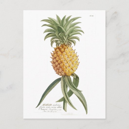 Ananas Postkarte (Vorderseite)