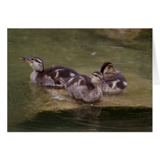 Anas platyrhynchos (Vorderseite (Horizontal))