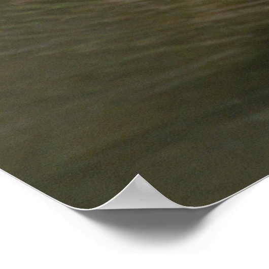 Anas platyrhynchos poster (Ecke)