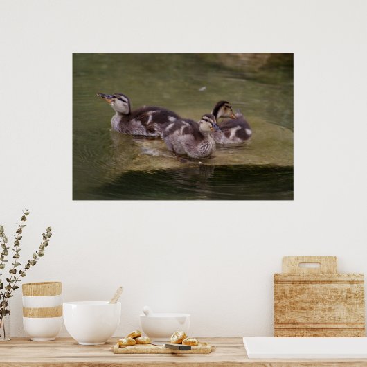 Anas platyrhynchos poster (Küche)
