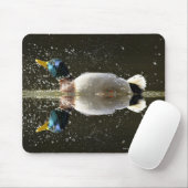 (Anas platyrhyncus),Schütteln nach Mousepad (Mit Mouse)
