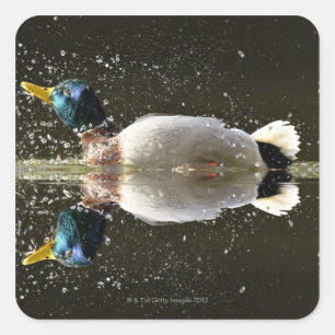 (Anas platyrhyncus),Schütteln nach Quadratischer Aufkleber