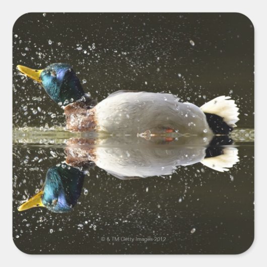 (Anas platyrhyncus),Schütteln nach Quadratischer Aufkleber (Vorderseite)