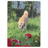 Anatolian Shepherd Clipboard Klemmbrett (Rückseite)