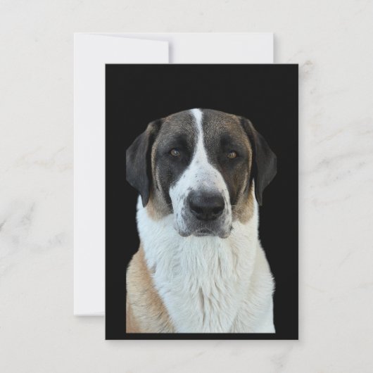 Anatolian Shepherd Danke-Card Dankeskarte (Vorderseite)