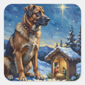 Anatolian Shepherd Dog Guarding Nativity Scene Quadratischer Aufkleber (Vorderseite)