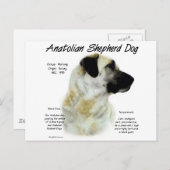 Anatolian Shepherd Dog History Postkarte (Vorne/Hinten)
