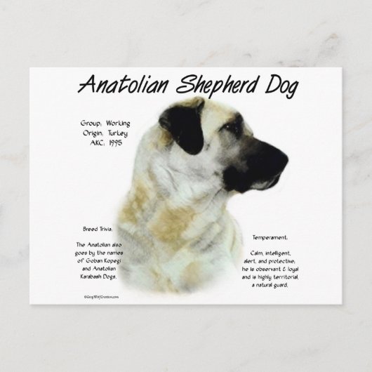 Anatolian Shepherd Dog History Postkarte (Vorderseite)