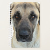 Anatolian Shepherd Dog Planner Planer (Vorderseite)