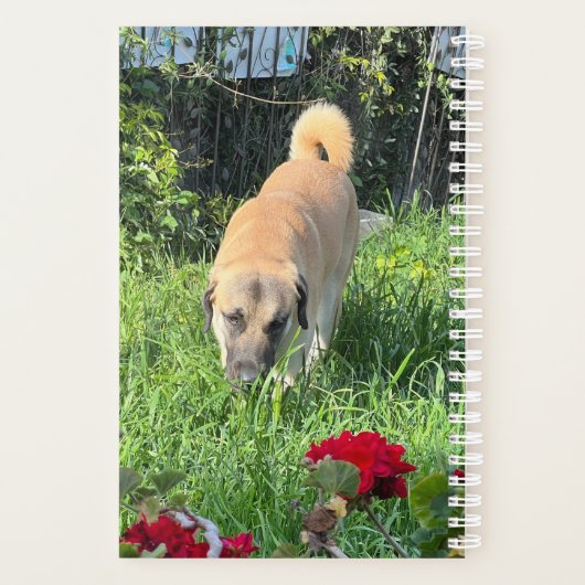 Anatolian Shepherd Dog Planner Planer (Rückseite)