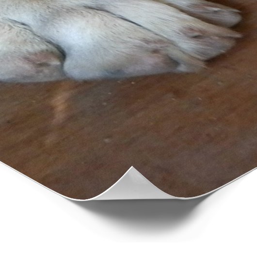 Anatolian Shepherd Dog Poster (Ecke)