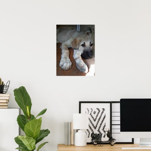Anatolian Shepherd Dog Poster (Heimbüro)
