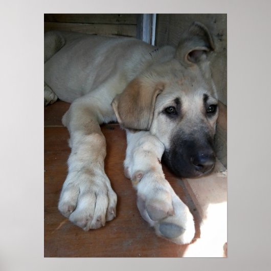 Anatolian Shepherd Dog Poster (Vorne)