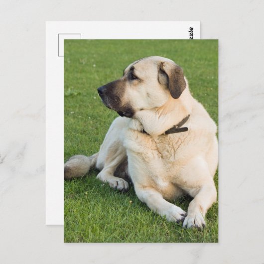 Anatolian Shepherd Dog Postkarte (Vorne/Hinten)