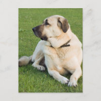 Anatolian Shepherd Dog