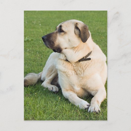 Anatolian Shepherd Dog Postkarte (Vorderseite)