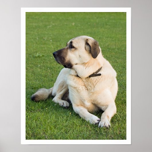 Anatolian Shepherd Poster (Vorne)