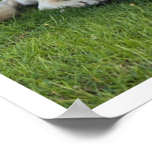 Anatolian Shepherd Poster (Ecke)