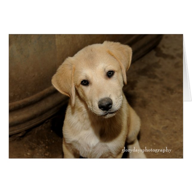 Anatolian Shepherd Puppy (Vorderseite (Horizontal))