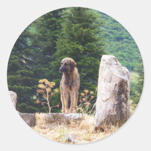 Anatolischer Schäfer-Hund - Ephesus, die Türkei Runder Aufkleber