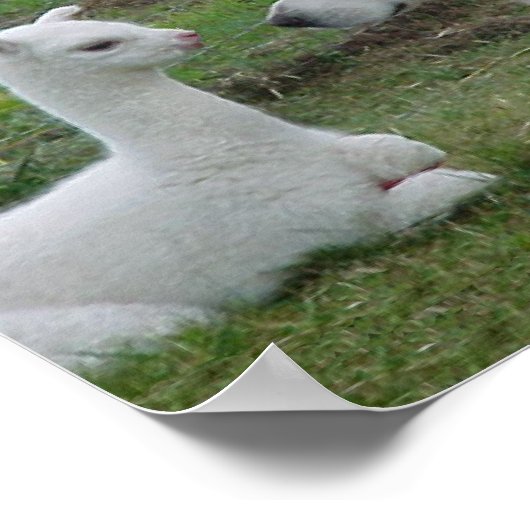 Anatolischer Schäferhund und Alpaca Cria Poster (Ecke)