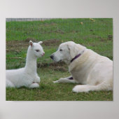 Anatolischer Schäferhund und Alpaca Cria Poster (Vorne)