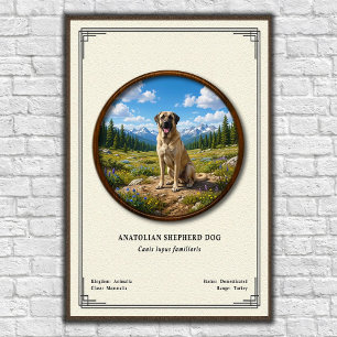 Anatolischer Schäferhund Zoologie-Serie Poster