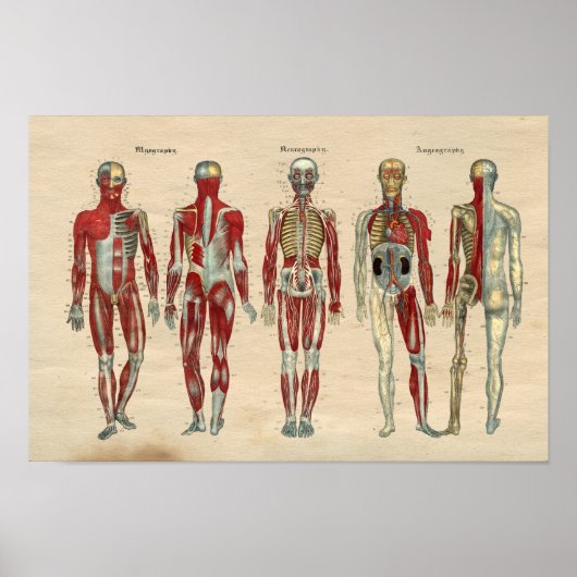 Anatomie 1841 Druckmuskeln Nerven Poster (Vorne)