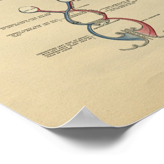 Anatomie 1902 Vintag Poster (Ecke)