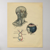 Anatomie 1902 Vintag Poster (Vorne)