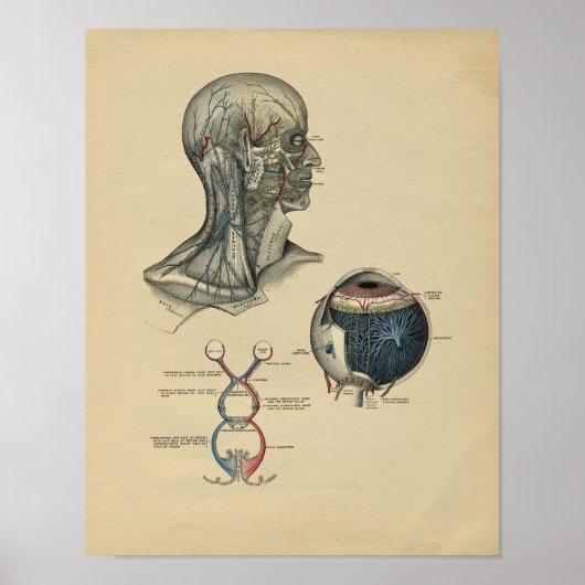 Anatomie 1902 Vintag Poster (Vorne)