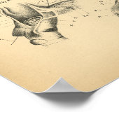 Anatomie 1908 Vintag Poster (Ecke)