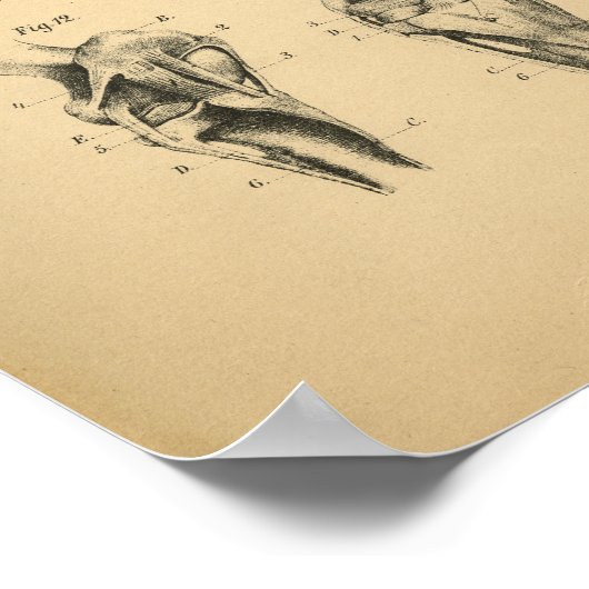 Anatomie 1908 Vintag Poster (Ecke)