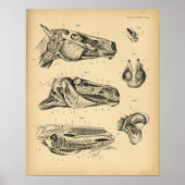 Anatomie 1908 Vintag Poster (Vorne)
