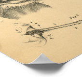 Anatomie 1908 Vintage Druckausgabe Poster (Ecke)