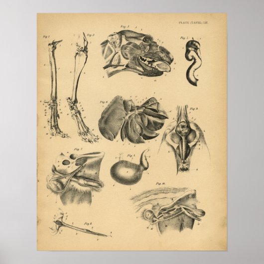 Anatomie 1908 Vintage Druckausgabe Poster (Vorne)