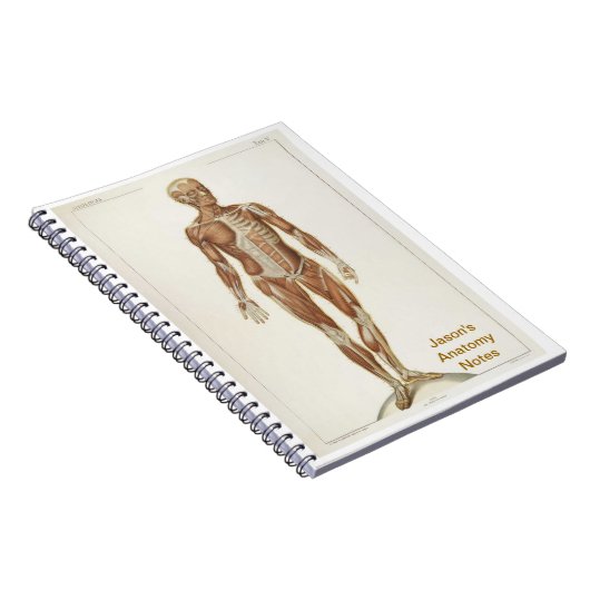 Anatomie Anterior Notizblock (Rechte Seite)