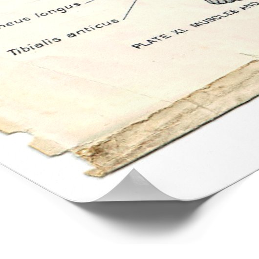 Anatomie Anterior Poster (Ecke)