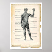 Anatomie Anterior Poster (Vorne)