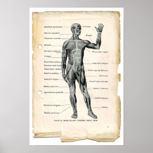 Anatomie Anterior Poster (Vorne)